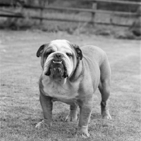 Picture of determined toothy bulldog