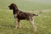 Picture of Deutsch Stichelhaar standing in field