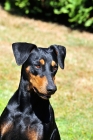 Picture of Deutsche Pinscher 