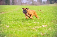 Picture of Deutscher Boxer in full speed