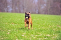 Picture of deutscher boxer playing with ball