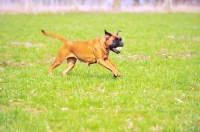 Picture of deutscher Boxer playing with ball