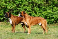 Picture of Deutscher Boxer, undocked