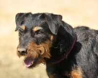 Picture of Deutscher Jagd Terrier (aka German Hunt Terrier)