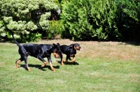 Picture of Deutscher Pinscher bitch playing with puppy