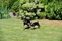 Picture of Deutscher Pinscher bitch playing with puppy