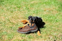 Picture of Deutscher Pinscher puppy chewing shoe