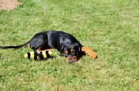 Picture of Deutscher Pinscher puppy resting with toy