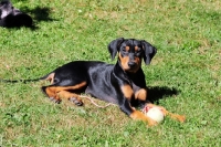 Picture of deutscher pinscher puppy with ball