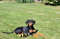 Picture of Deutscher Pinscher puppy with toy