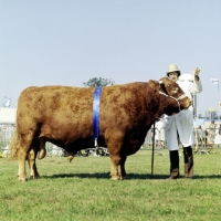 Picture of devon bull at royal show posing