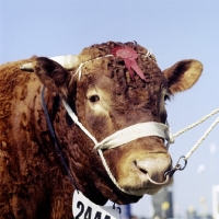 Picture of devon bull, portrait