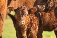 Picture of Devon calf