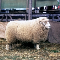 Picture of devon closewool sheep side view