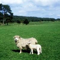 Picture of devon longwool ewe with her lamb