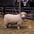 Picture of devon longwool ram