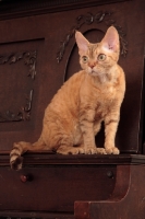 Picture of Devon Rex at home