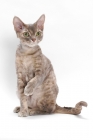 Picture of Devon Rex, Blue Mackerel Torbie, sitting, one leg up