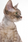 Picture of Devon Rex, Blue Mackerel Torbie, shoulders up