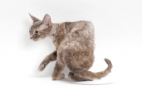 Picture of Devon Rex, Blue Mackerel Torbie, turning