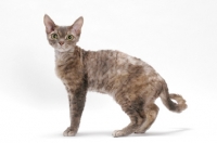 Picture of Devon Rex, Blue Mackerel Torbie, standing