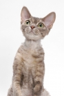 Picture of Devon Rex, Blue Mackerel Torbie, shoulders up