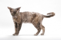 Picture of Devon Rex, Blue Mackerel Torbie, standing