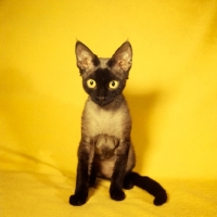 Picture of Devon rex cat on yellow background