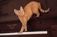 Picture of Devon Rex climbing down piano