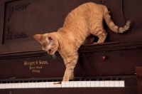 Picture of Devon Rex exploring a piano