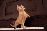 Picture of Devon Rex on piano, one leg up