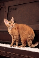 Picture of Devon Rex on piano