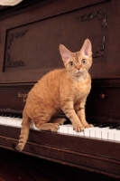 Picture of Devon Rex on piano