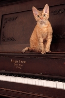 Picture of Devon Rex on piano