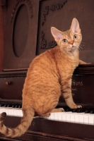 Picture of Devon Rex on piano