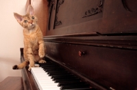 Picture of Devon Rex on piano