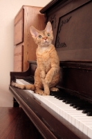 Picture of Devon Rex on piano