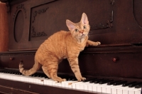 Picture of Devon Rex on piano
