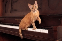 Picture of Devon Rex on piano