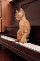 Picture of Devon Rex on piano