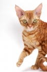 Picture of Devon Rex on white background, looking at camera