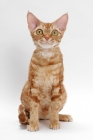 Picture of Devon Rex on white background, full body