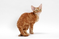 Picture of Devon Rex on white background, full body