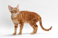 Picture of Devon Rex on white background, classic red tabby