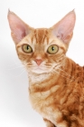 Picture of Devon Rex on white background, red classic tabby, portrait