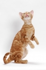 Picture of Devon Rex on white background, front legs in the air