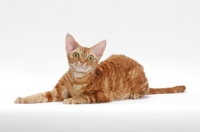 Picture of Devon Rex on white background, full body lying down