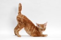 Picture of Devon Rex on white background, full body