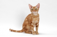 Picture of Devon Rex on white background, full body