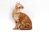Picture of Devon Rex on white background, looking away